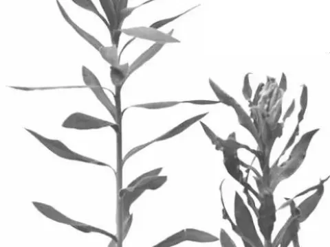 Oat blue dwarf virus