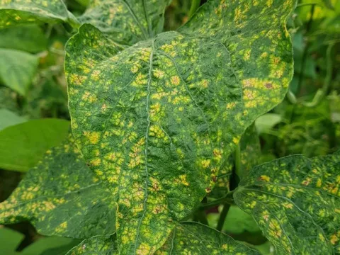 Soybean yellow mosaic virus