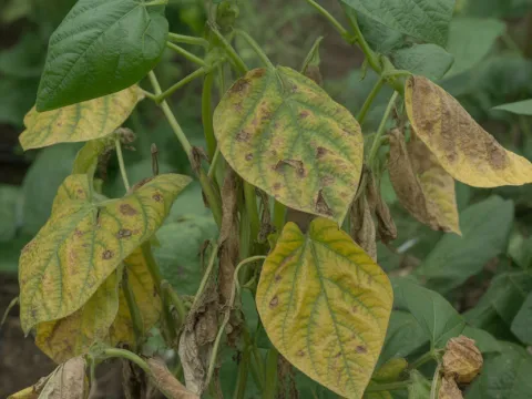 Fusarium wilt of bean