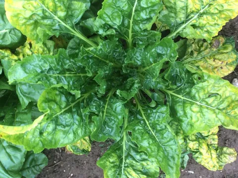 Beet yellows virus