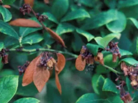 Blueberry shock virus