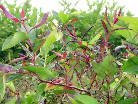 Blueberry shoestring virus