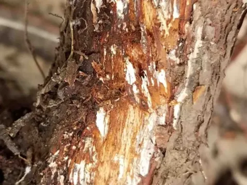 Armillaria root rot