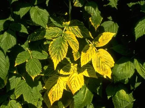 Raspberry bushy dwarf virus