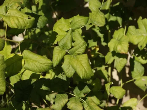 Raspberry leaf curl