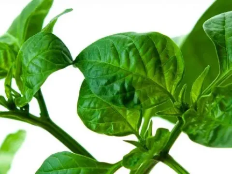 Shrivelling of leaves and shoots