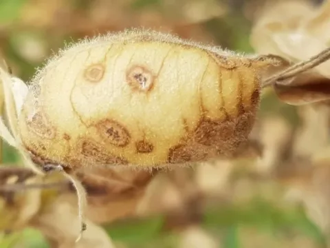 Ascochyta blight of chickpea