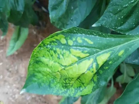 Вірус мозаїки люцерни
