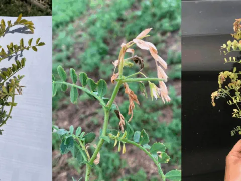 Chickpea chlorotic dwarf virus