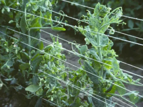 Pea enation mosaic virus
