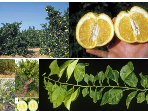 Citrus variegation