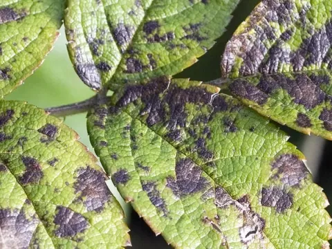 Brown spot of corn