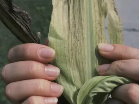Sorghum downy mildew