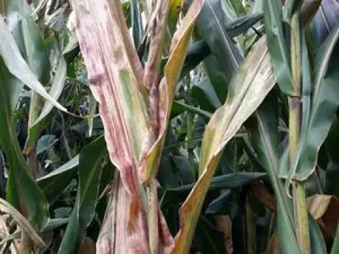 Maize bushy stunt