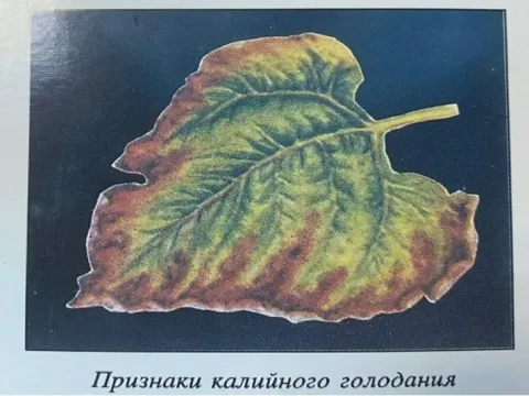 Калийное голодание
