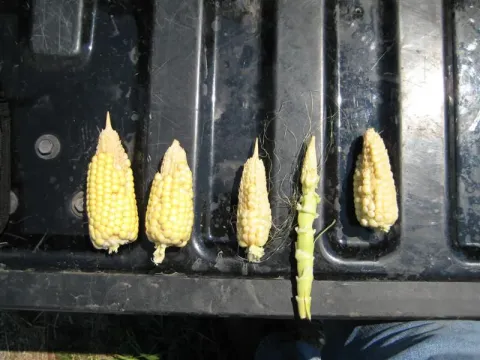 Barrenness in corn