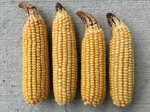 Ear tip dieback