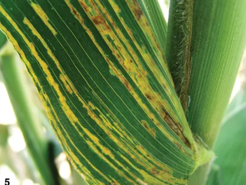 Maize streak