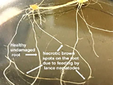 Columbia lance nematode