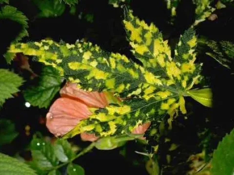 Abutilon vein yellowing virus