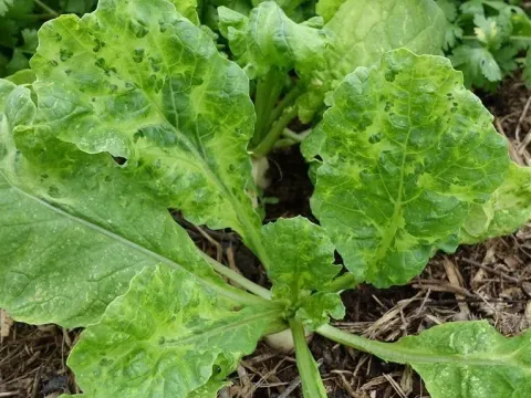 Turnip mosaic virus