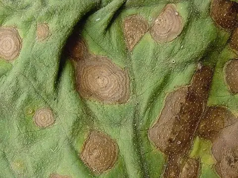 Corynespora leaf spot