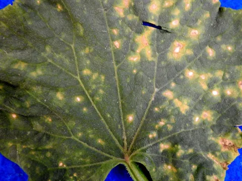 Septoria leaf spot of cucurbits