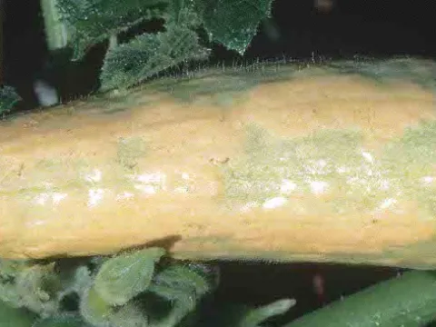 Вирус мозаики дыни