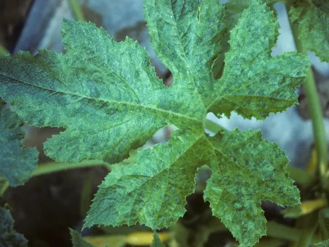 Melon yellow mosaic virus