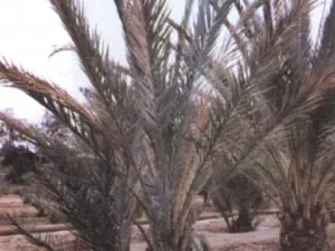 Chalaropsis