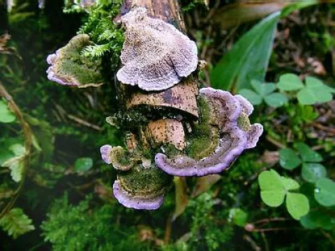 Trichaptum abietinum