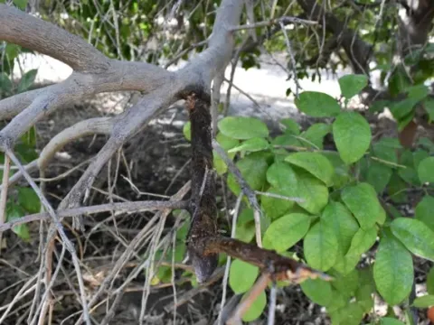 Nattrassia mangiferae