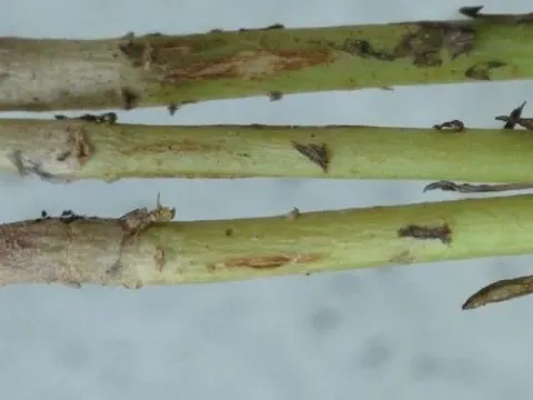Browning of flax