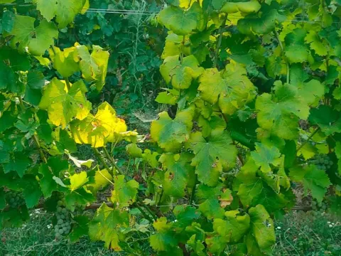 Grapevine flavescence dorée