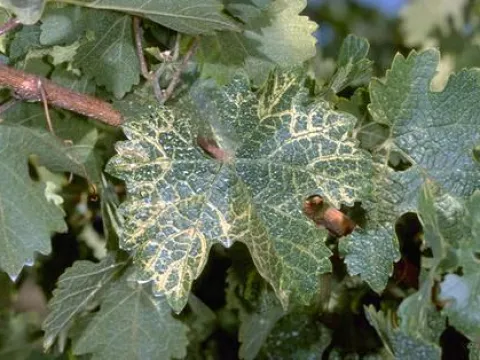 Grapevine fanleaf virus