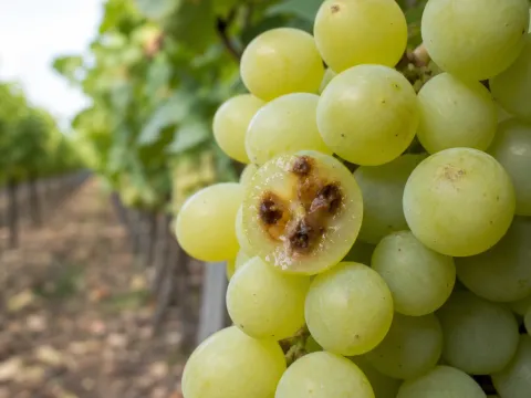 Grape necrosis