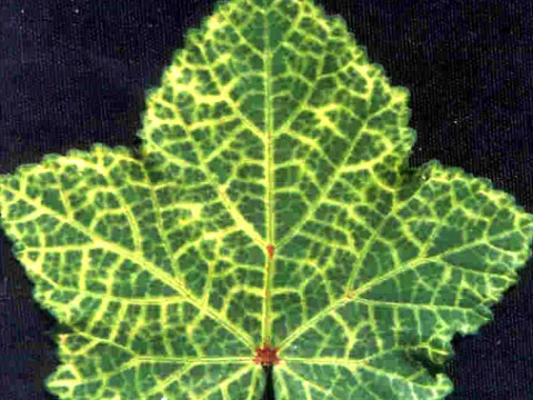Malvastrum yellow mosaic virus