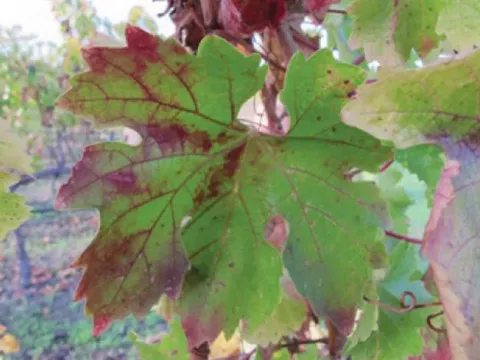 Grapevine vein necrosis