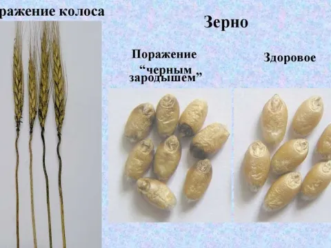 Epicoccum blight