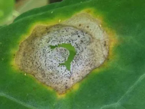 Phoma stem canker