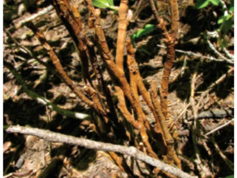 Exobasidium perenne