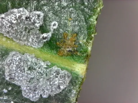 Strigula elegans