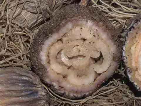Кисла шкірка цибулі