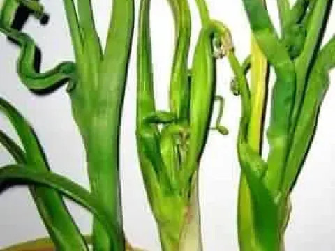 Onion yellow dwarf
