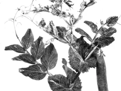 Red clover vein mosaic virus