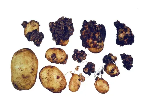 Potato wart