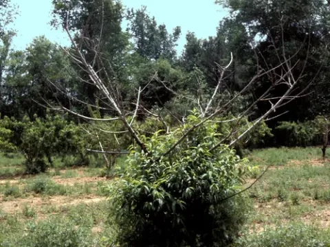 Peach Tree Short Life