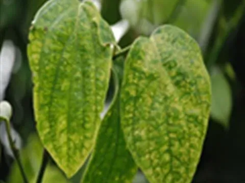 Pepper chlorosis