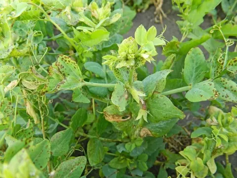 Pea early browning