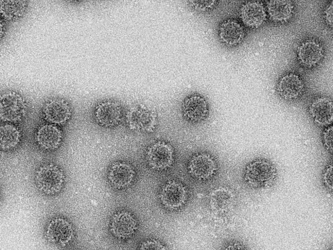Red clover cryptovirus